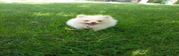 Pomerania perros en venta: Disponible hembra de pomerania de calidad  - Anuncio 1