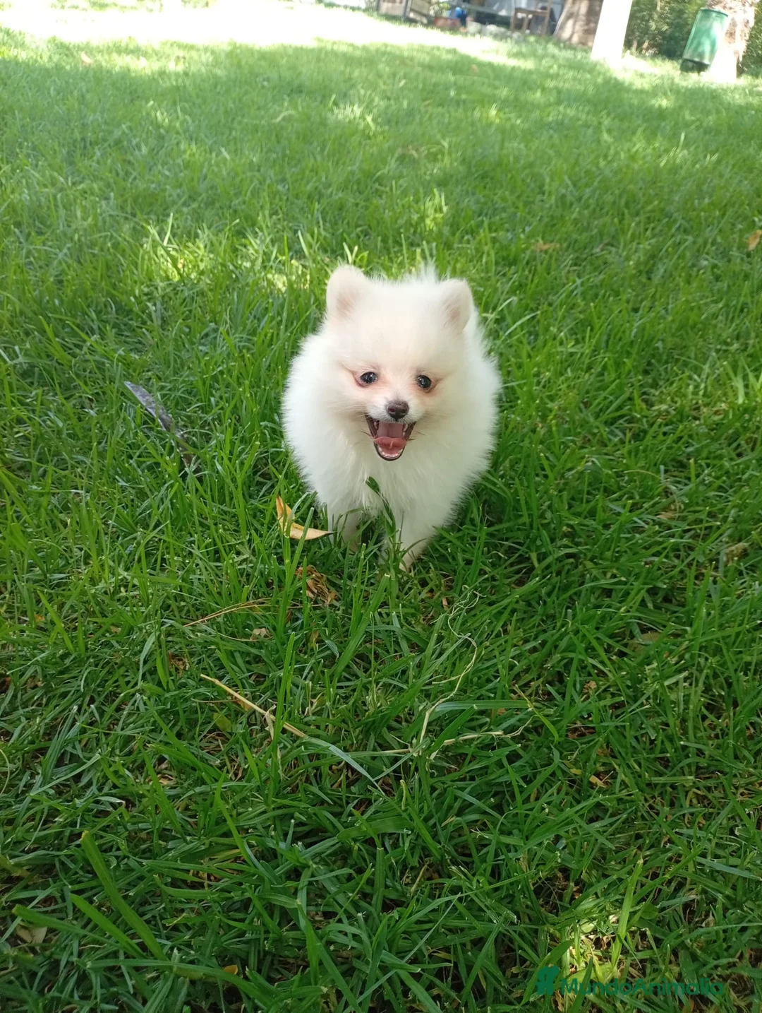 Pomerania perros en venta: Disponible hembra de pomerania de calidad  - Anuncio 1