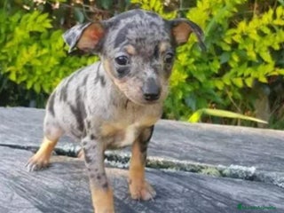 Pinscher Miniatura perros en Badajoz - Anuncio 16