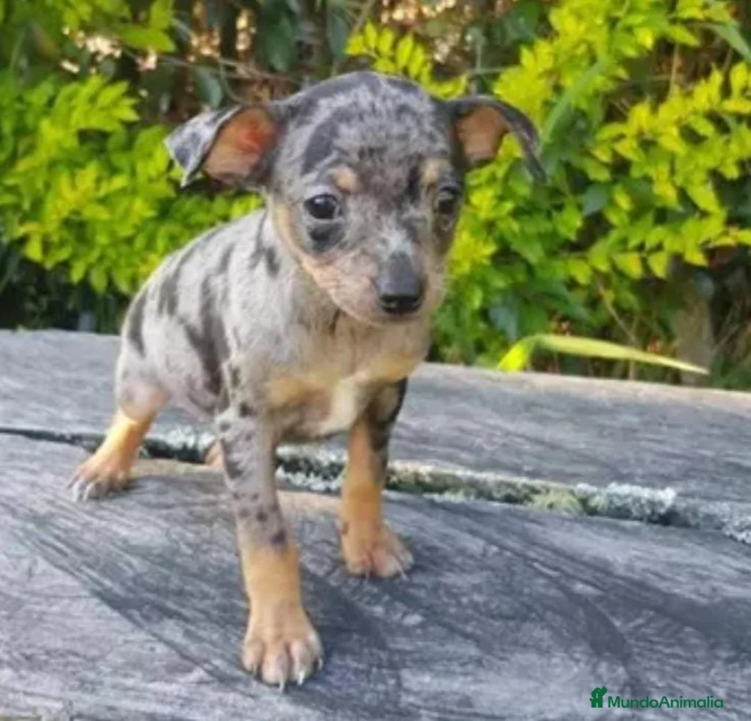 Pinscher Miniatura perros en venta: Pincher miniatura en Badajoz - Anuncio 1