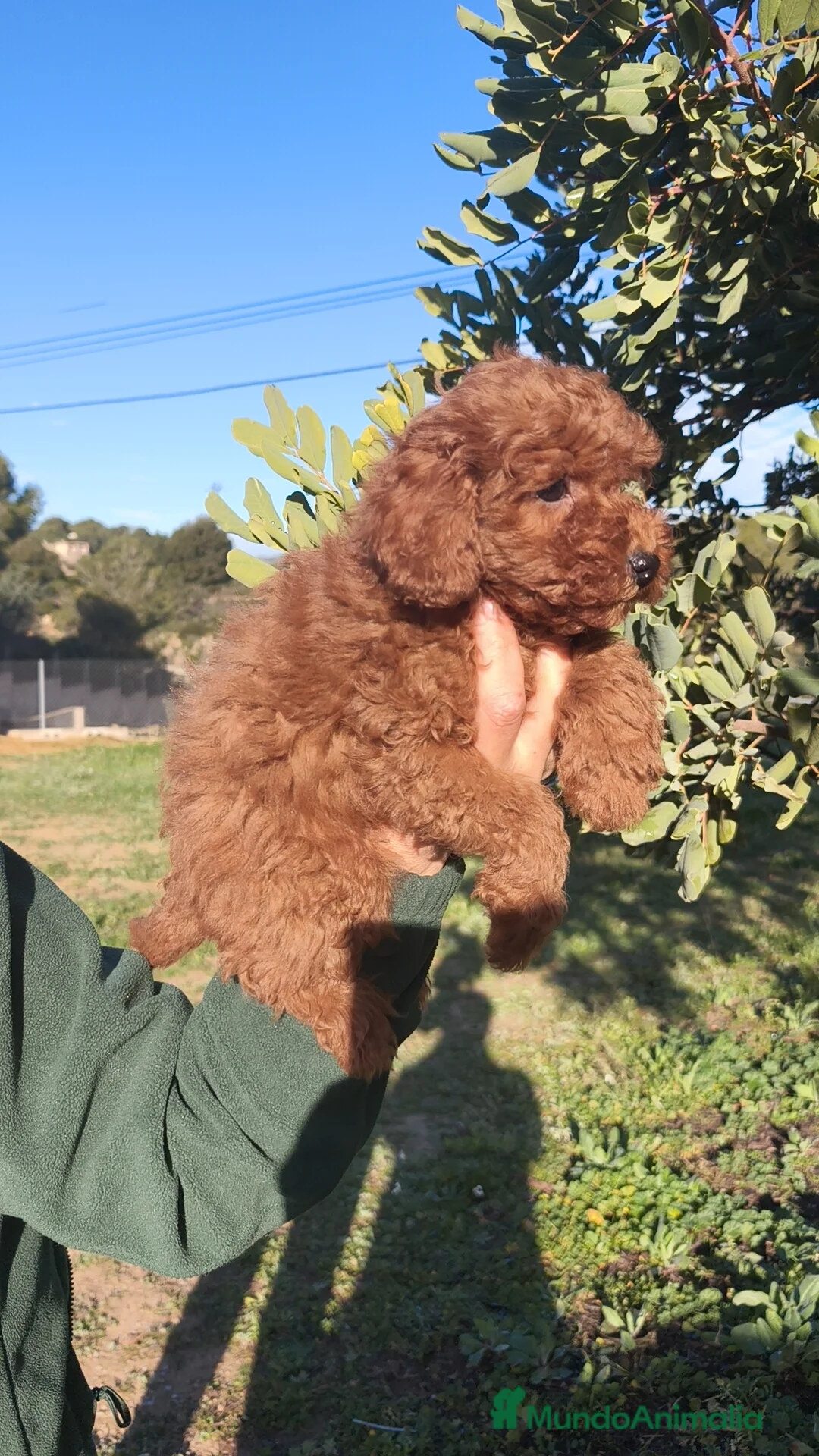 Caniche Toy perros en venta: Caniche Toy 🐩🐩 macho y hembra  - Anuncio 1