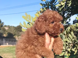 Caniche Toy perros Caniche Toy 🐩🐩 macho y hembra - Anuncio 2
