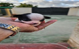 Chihuahua perros en venta: Preciosos chihuahuitos - Imagen 4