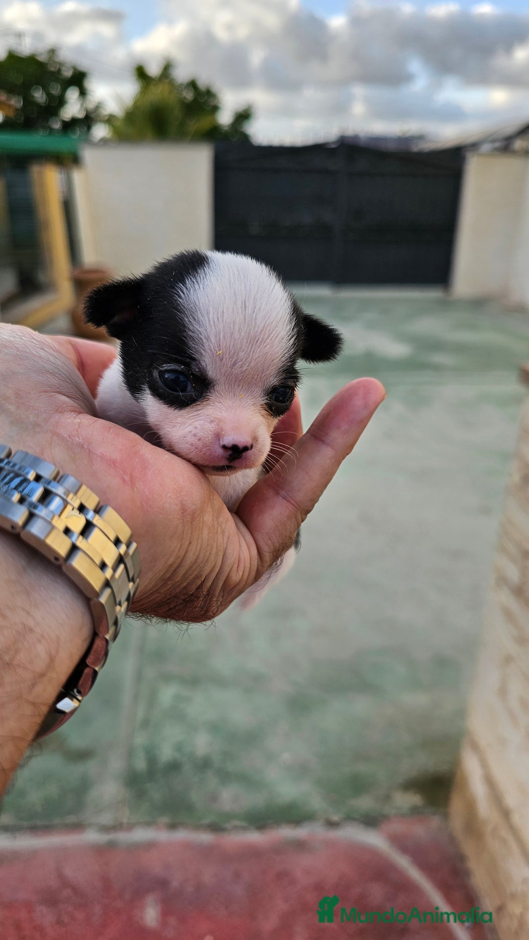 Chihuahua perros en venta: Preciosos chihuahuitos - Imagen 4