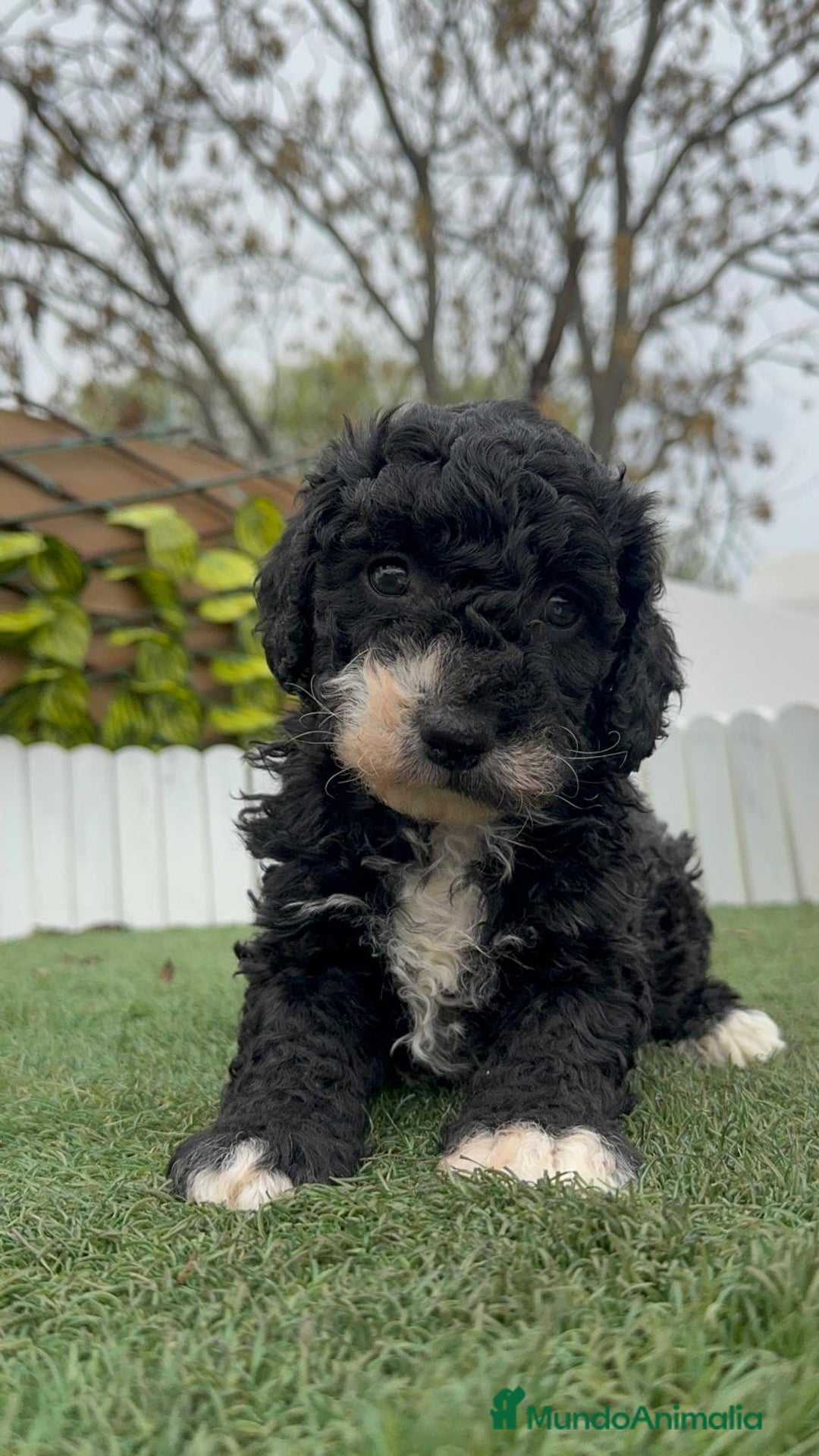 Perro de Agua Español perros en venta: PERRO DE AGUA HEMBRA RABONA - Anuncio 3