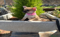 Chihuahua perros en venta: Chihuahua Hembra Disponible  - Imagen 8