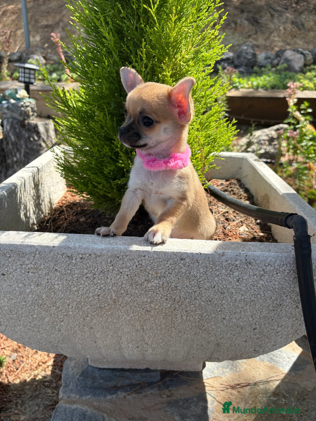 Chihuahua perros en venta: Chihuahua Hembra Disponible  - Imagen 8