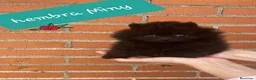 Pomerania perros en venta: Cachorros de Pomerania  - Anuncio 3