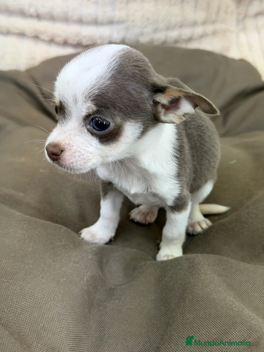 Chihuahua perros en venta: Chihuahua Minitoy  - Anuncio 3