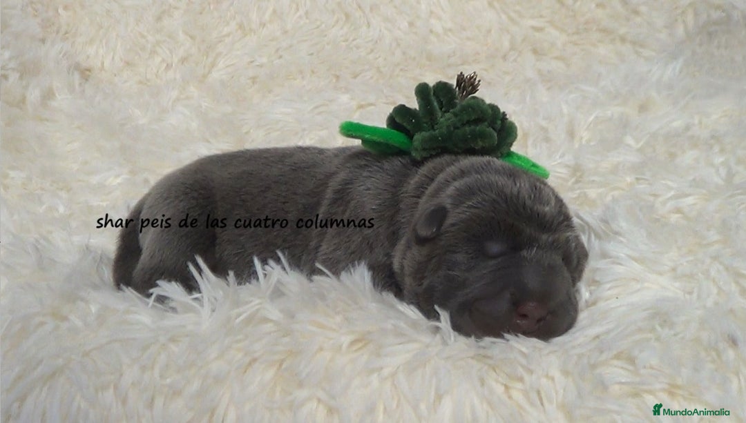 Shar Pei perros en venta: shar peis de las cuatro columnas - Imagen 4