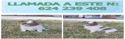 Chihuahua perros en venta: PRECIOSOS CHIHUAHUA RUSO Y ASIÁTICO   - Anuncio 18
