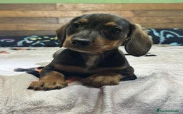 Teckel Miniatura perros en venta: TECKEL MINIATURA 💯 - Imagen 1