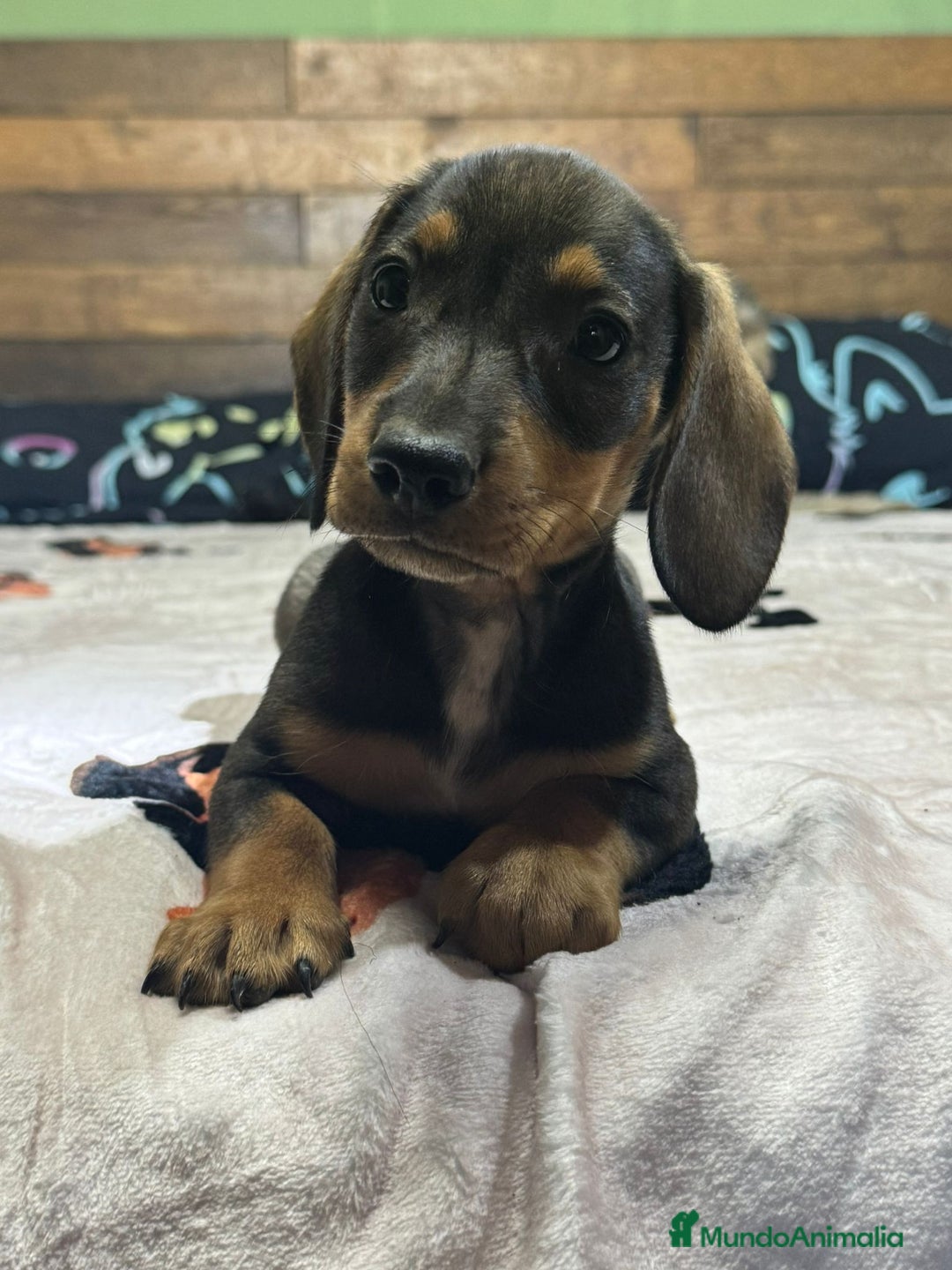 Teckel Miniatura perros en venta: TECKEL MINIATURA 💯 - Imagen 1
