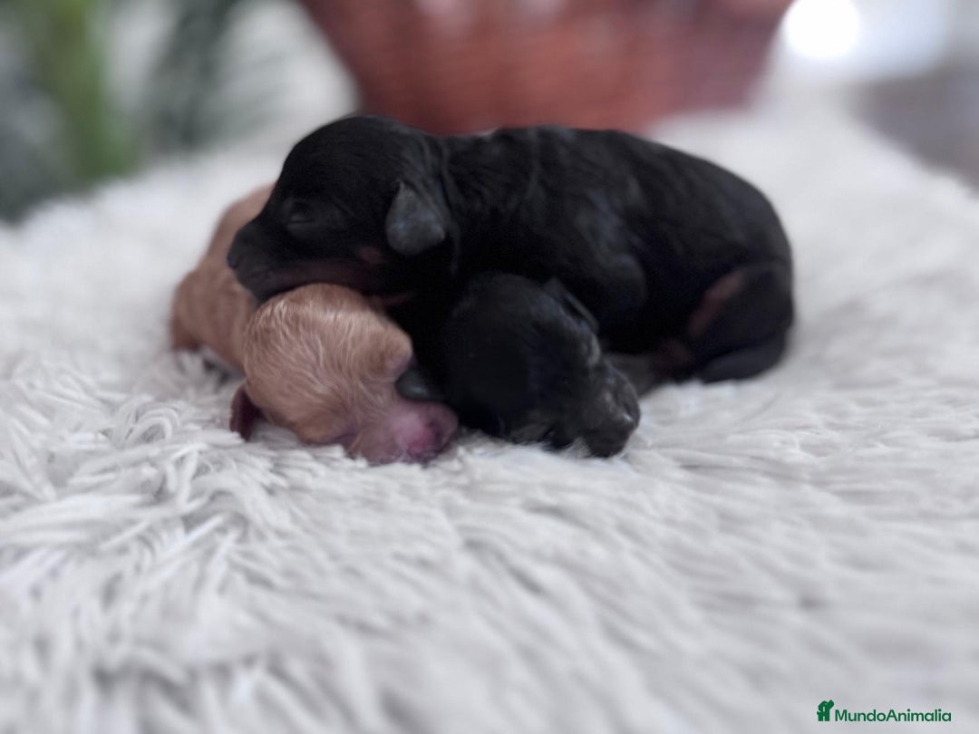 Caniche Toy perros en venta: CANICHE TOY HEMBRAS - Imagen 14
