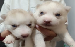 Husky Siberiano perros en venta: Camada husky siberiano  - Imagen 1