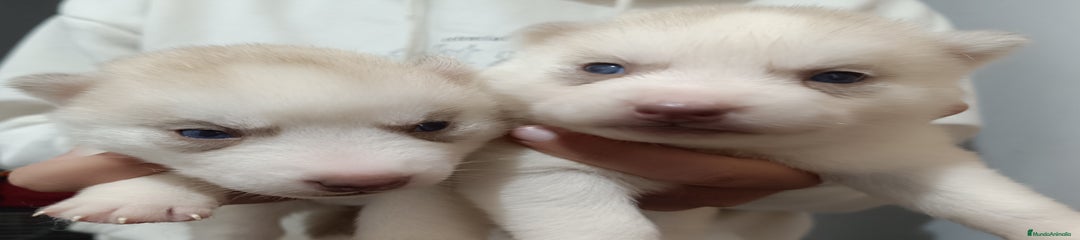 Husky Siberiano Cachorro 1