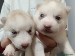 Husky Siberiano perros - Anuncio 1