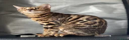 Bengalí gatos en venta: Gatita Bengalí - Anuncio 8