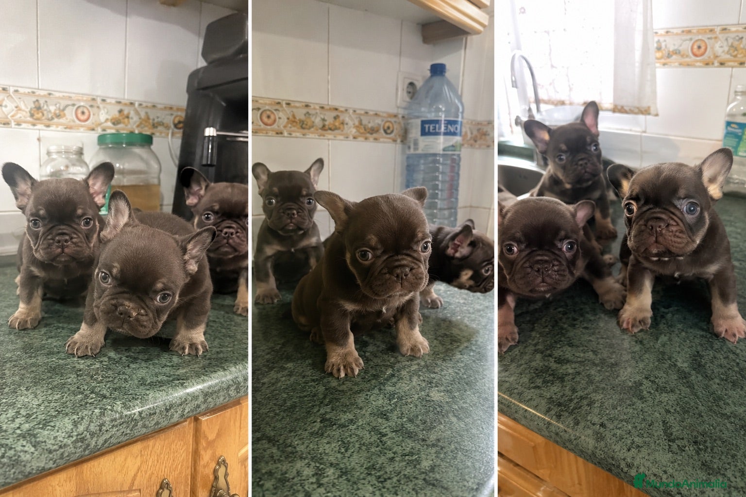 Bulldog Francés perros BULLDOG FRANCES - CORDOBA - ENTREGA  - Anuncio 1