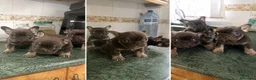 Bulldog Francés perros en venta: BULLDOG FRANCES - CORDOBA - ENTREGA  - Anuncio 1