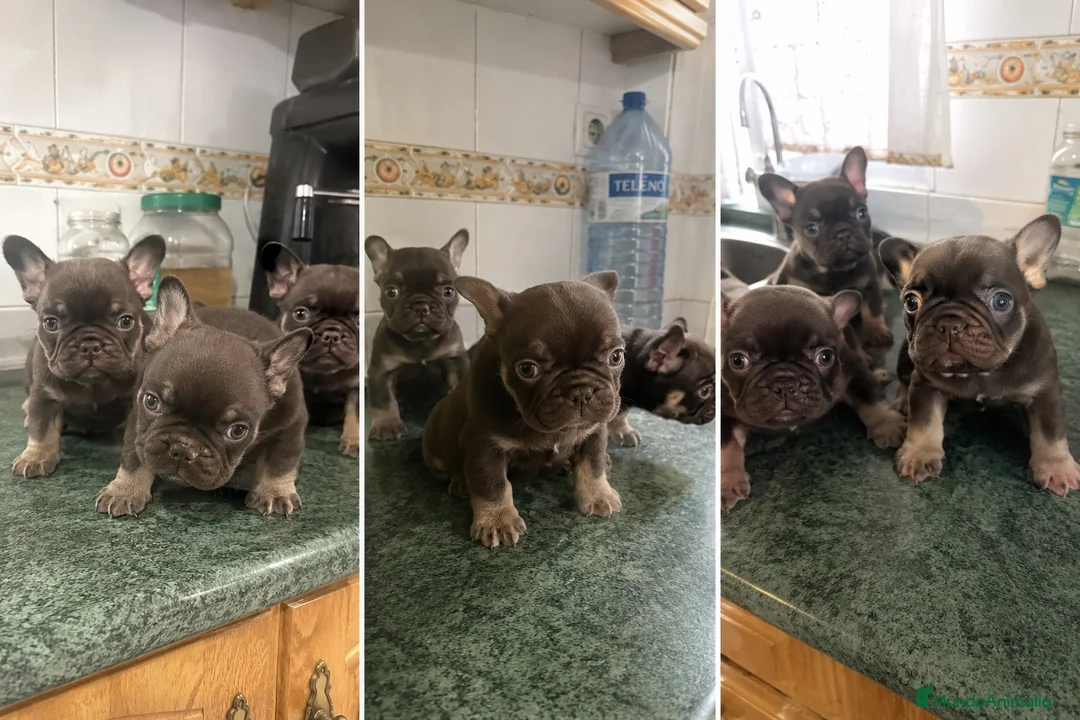 Bulldog Francés perros en venta: BULLDOG FRANCES - CORDOBA - ENTREGA  - Anuncio 1