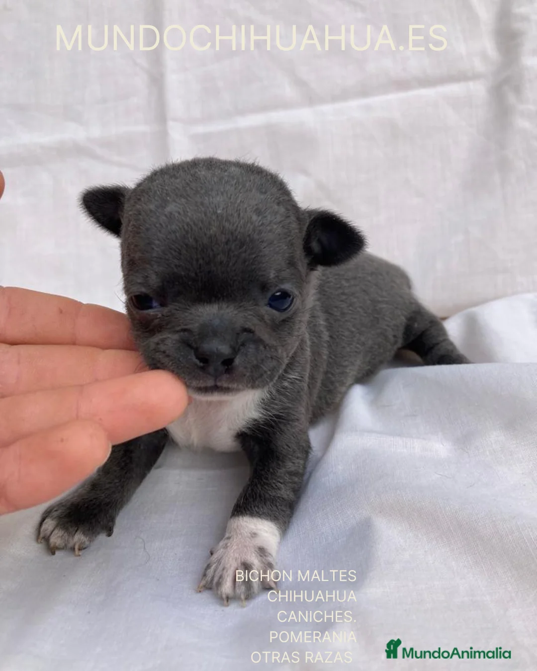 Chihuahua perros en venta: CHIHUAHUA LINEA RUSA - Anuncio 4