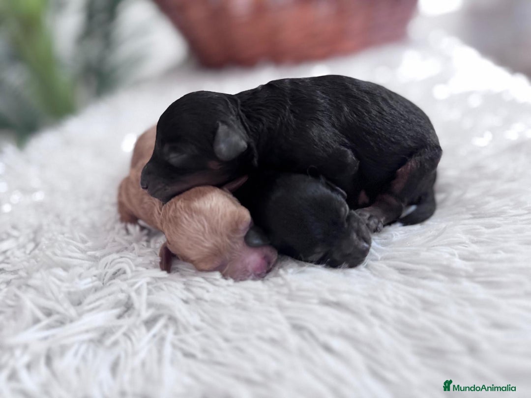 Caniche Toy perros en venta: CANICHE TOY HEMBRAS - Imagen 3