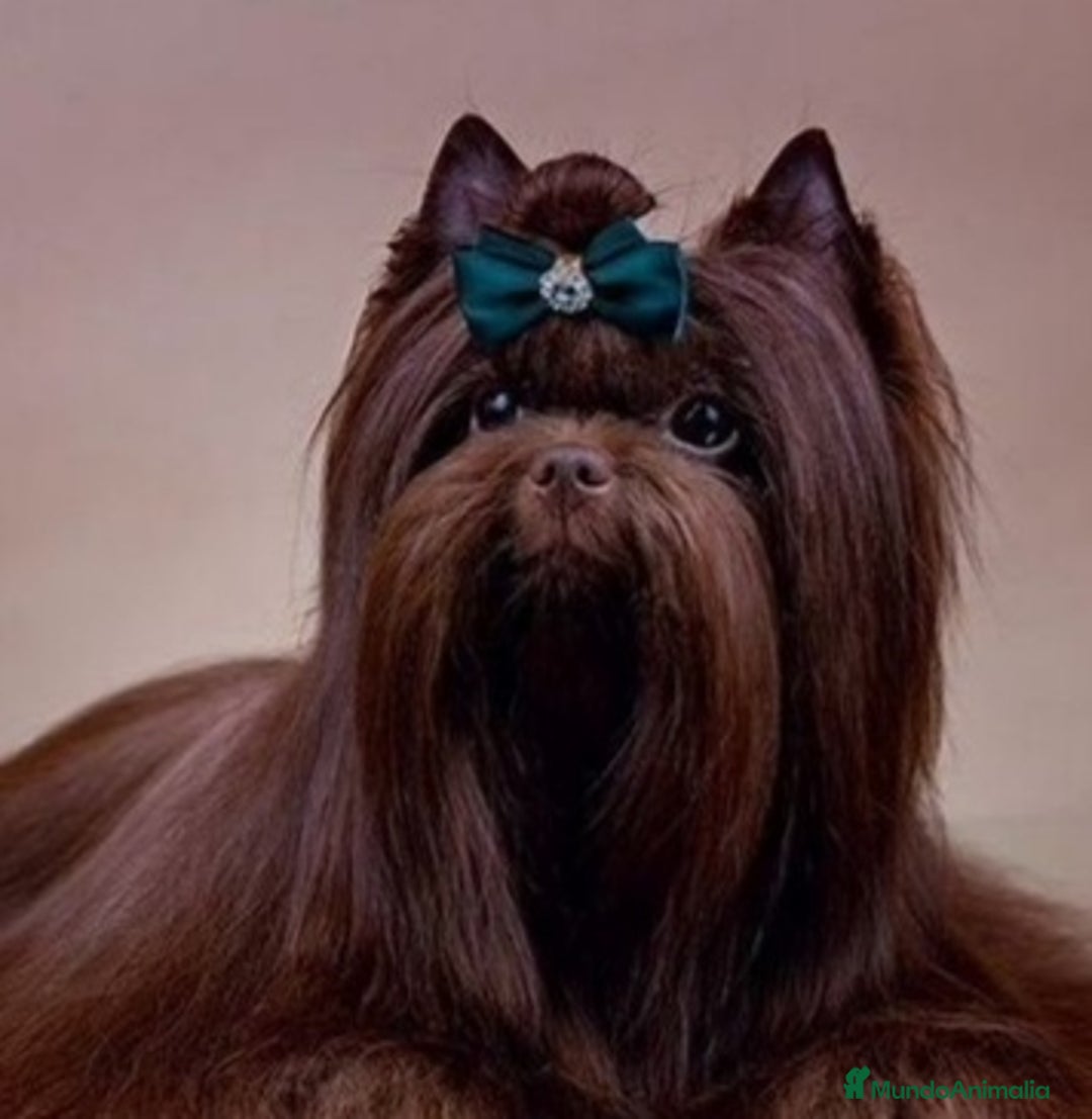 Yorkshire Terrier perros en venta: Exclusivos Yorkshire Chocolate toy - Anuncio 4