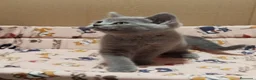 Británico de Pelo Corto Azul gatos en venta: British Shorthair  en Madrid - Anuncio 5