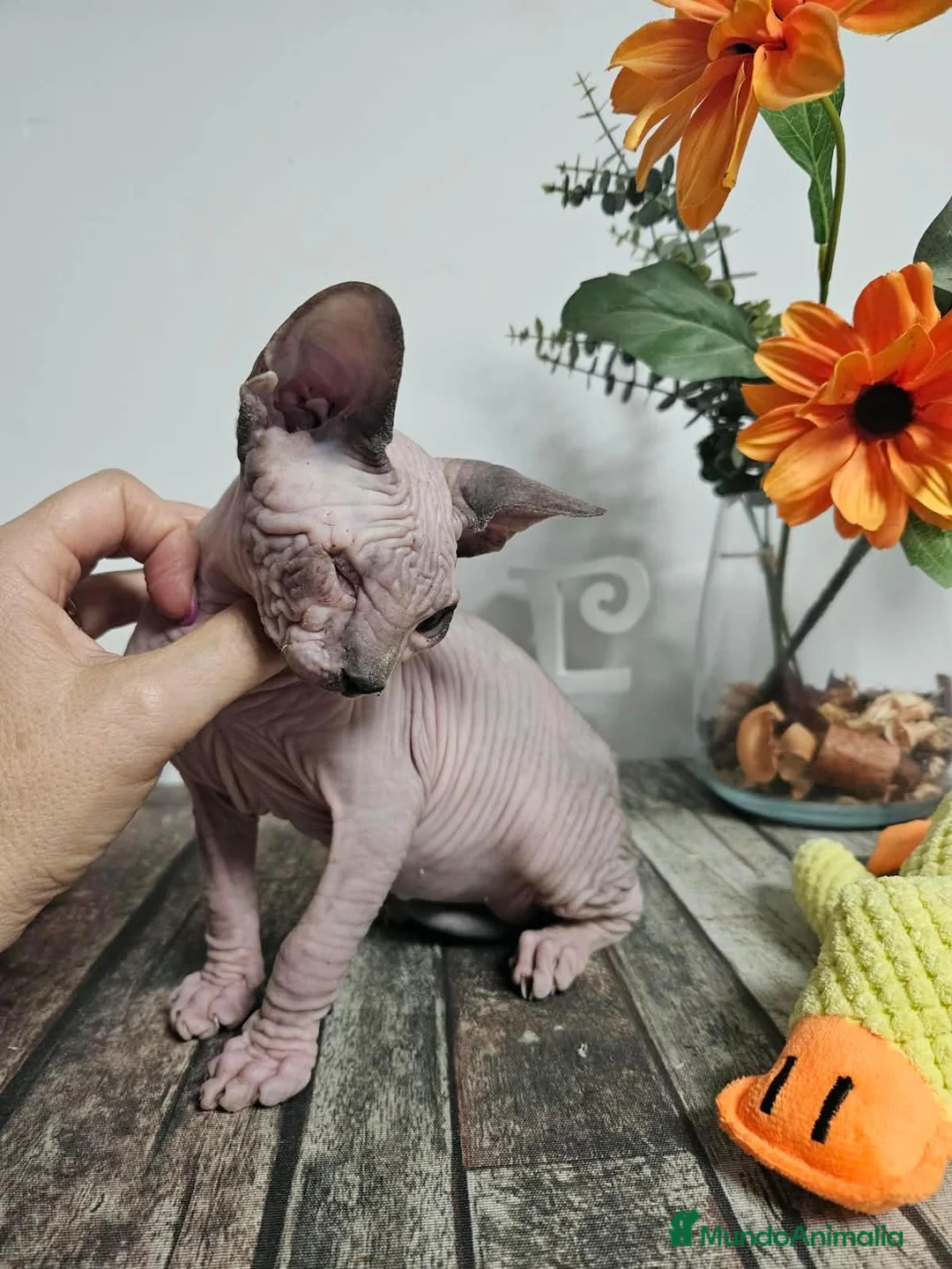 Sphynx gatos en venta: Sphynx - Anuncio 2