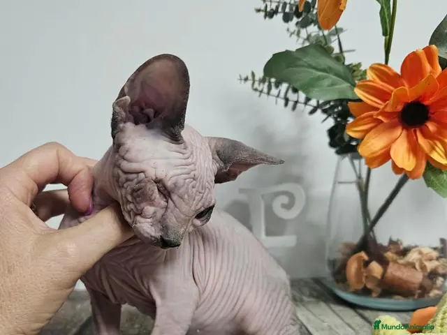 Sphynx gatos en venta: Sphynx - Anuncio 2