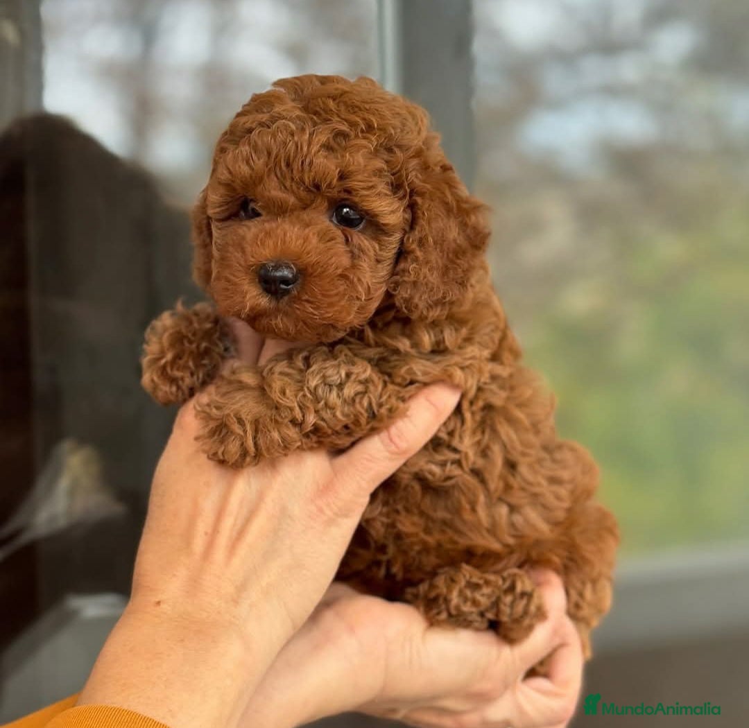 Caniche Toy perros en venta: ‼️‼️CANICHE TOY ROJOS MACHOS 50% ASIÁTICOS - Imagen 2