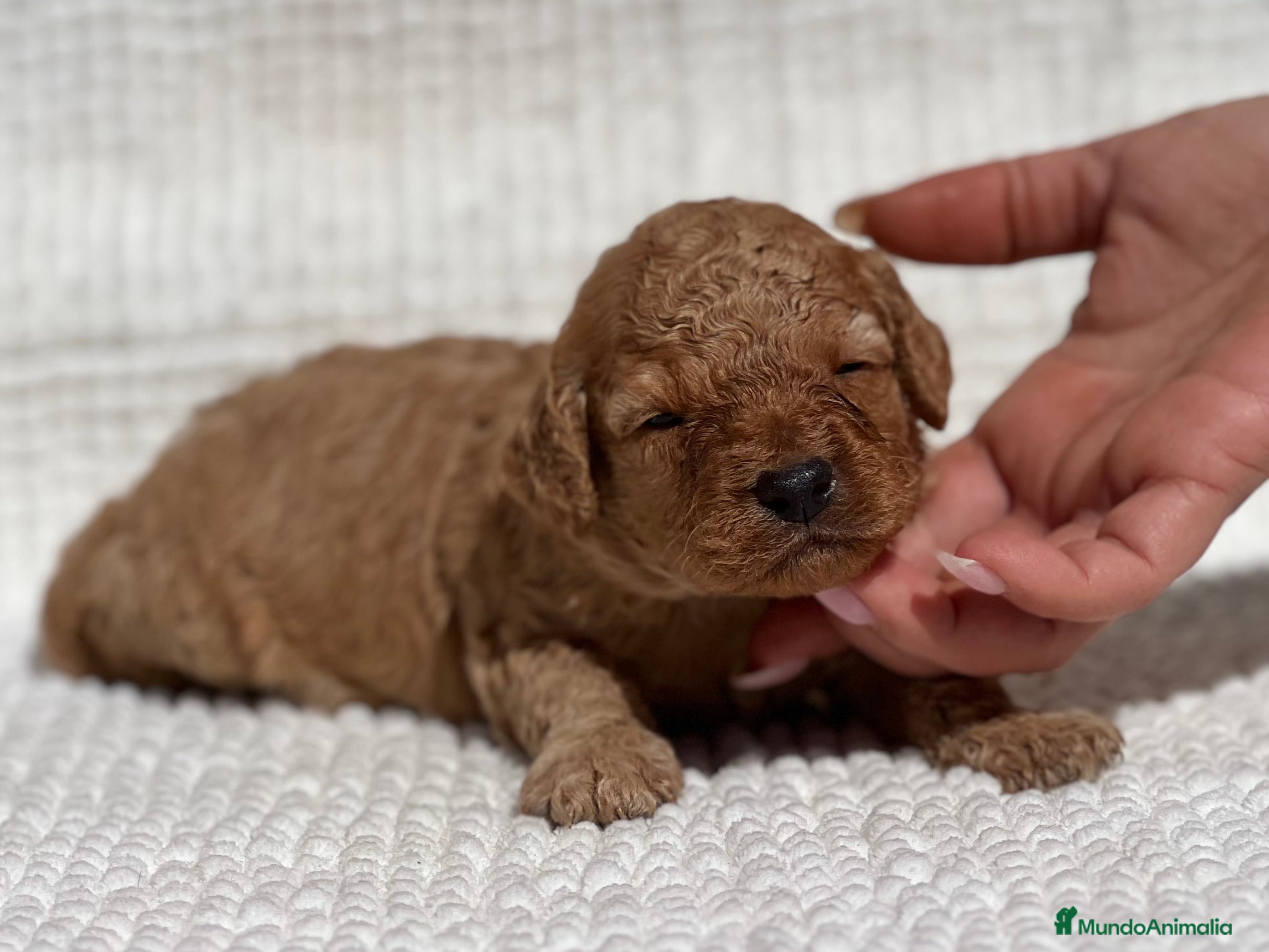 Caniche Enano perros CANICHE ENANO APRICOT  - Anuncio 1
