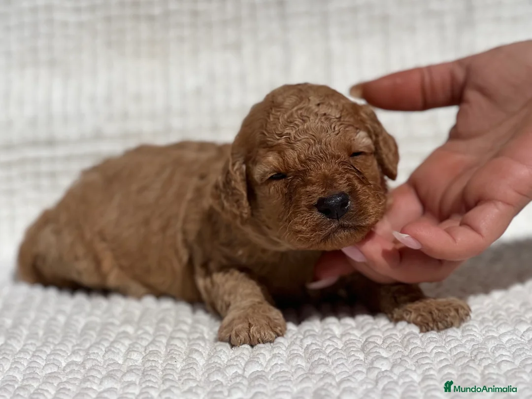 Caniche Enano perros en venta: CANICHE ENANO APRICOT  - Anuncio 1