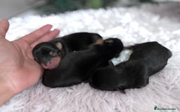 Yorkshire Terrier perros en venta: YORKSHIRE TERRIER - Imagen 3