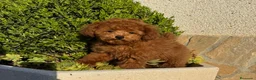 Caniche Toy perros en venta: Caniche toy hembra mini toy disponible  - Anuncio 4