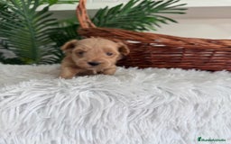 Maltipoo perros en venta: MALTIPOO - Imagen 5