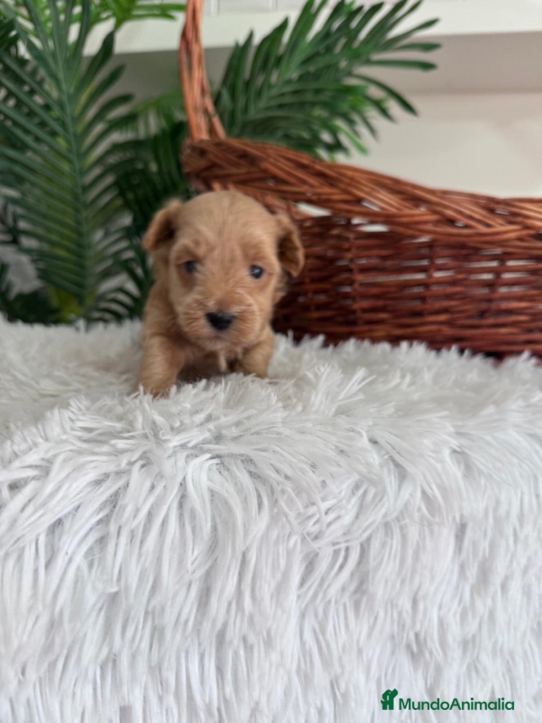 Maltipoo perros en venta: MALTIPOO - Imagen 5