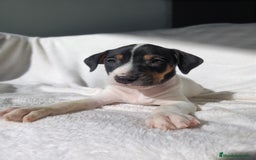 Ratonero Bodeguero Andaluz perros en venta: BODEGUEROS - Anuncio 6