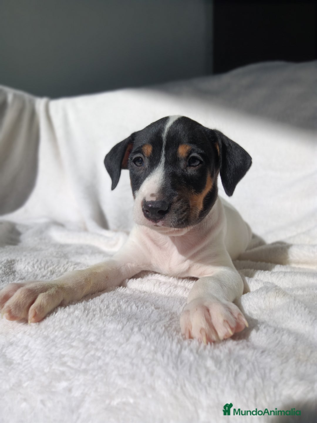 Ratonero Bodeguero Andaluz perros en venta: BODEGUEROS - Anuncio 6