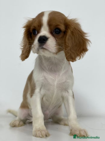 Cavalier King Charles Spaniel perros - Anuncio 7