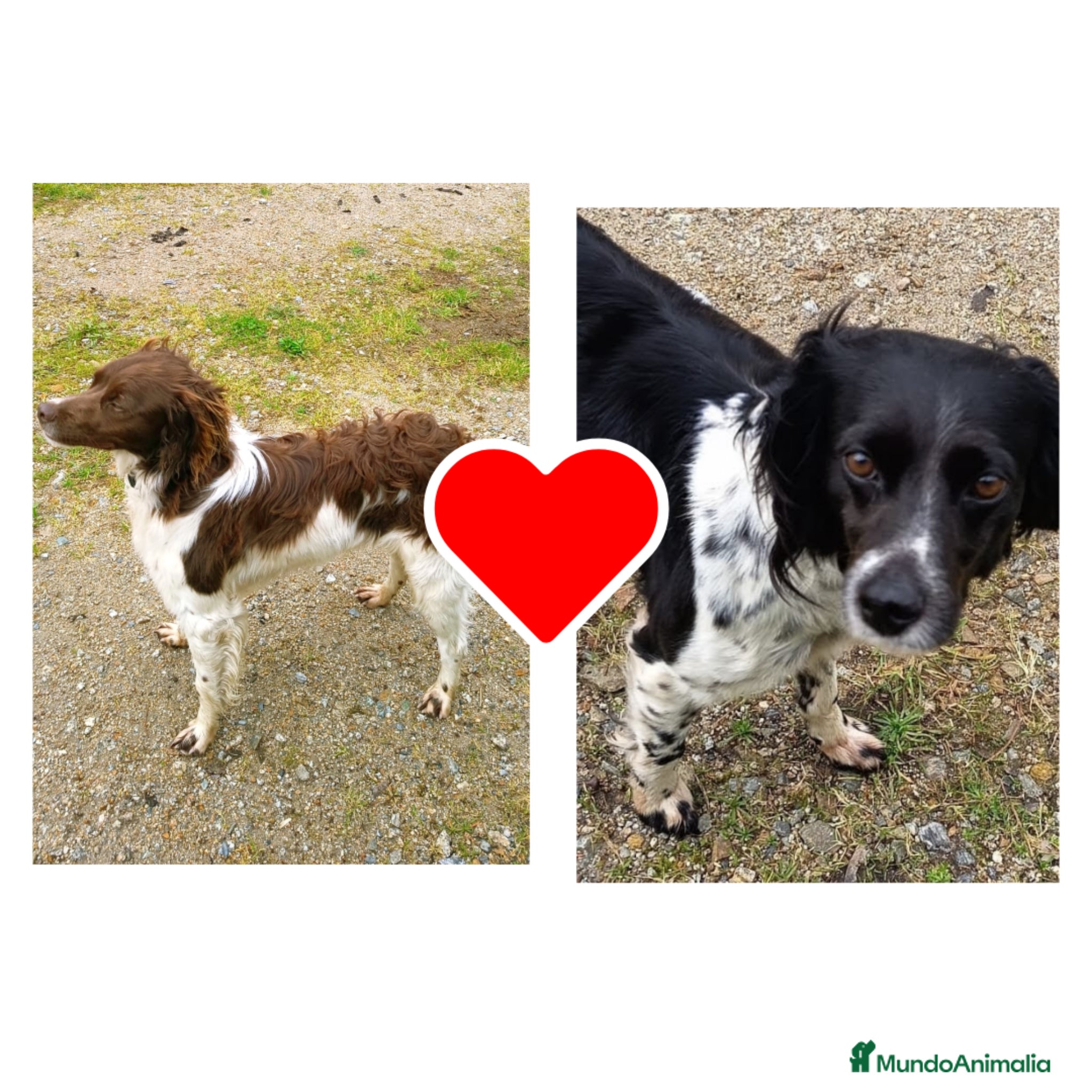 Épagneul Breton perros Spaniel Bretón  - Anuncio 1