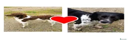 Épagneul Breton perros en venta: Spaniel Bretón  - Anuncio 1