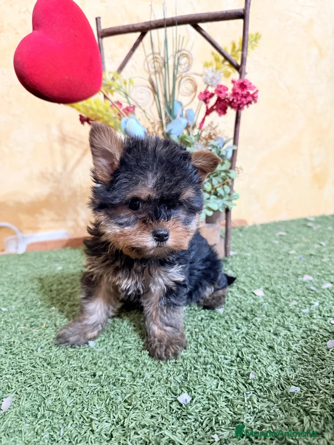 Yorkshire Terrier perros en venta: Yorkshire terrier muy bonitos!! - Anuncio 2