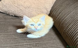 Británico de Pelo Corto gatos en venta: Gatcot.com - Imagen 1