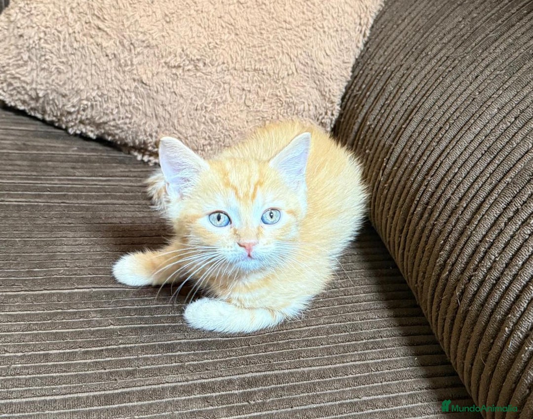 Británico de Pelo Corto gatos en venta: Gatcot.com - Imagen 1