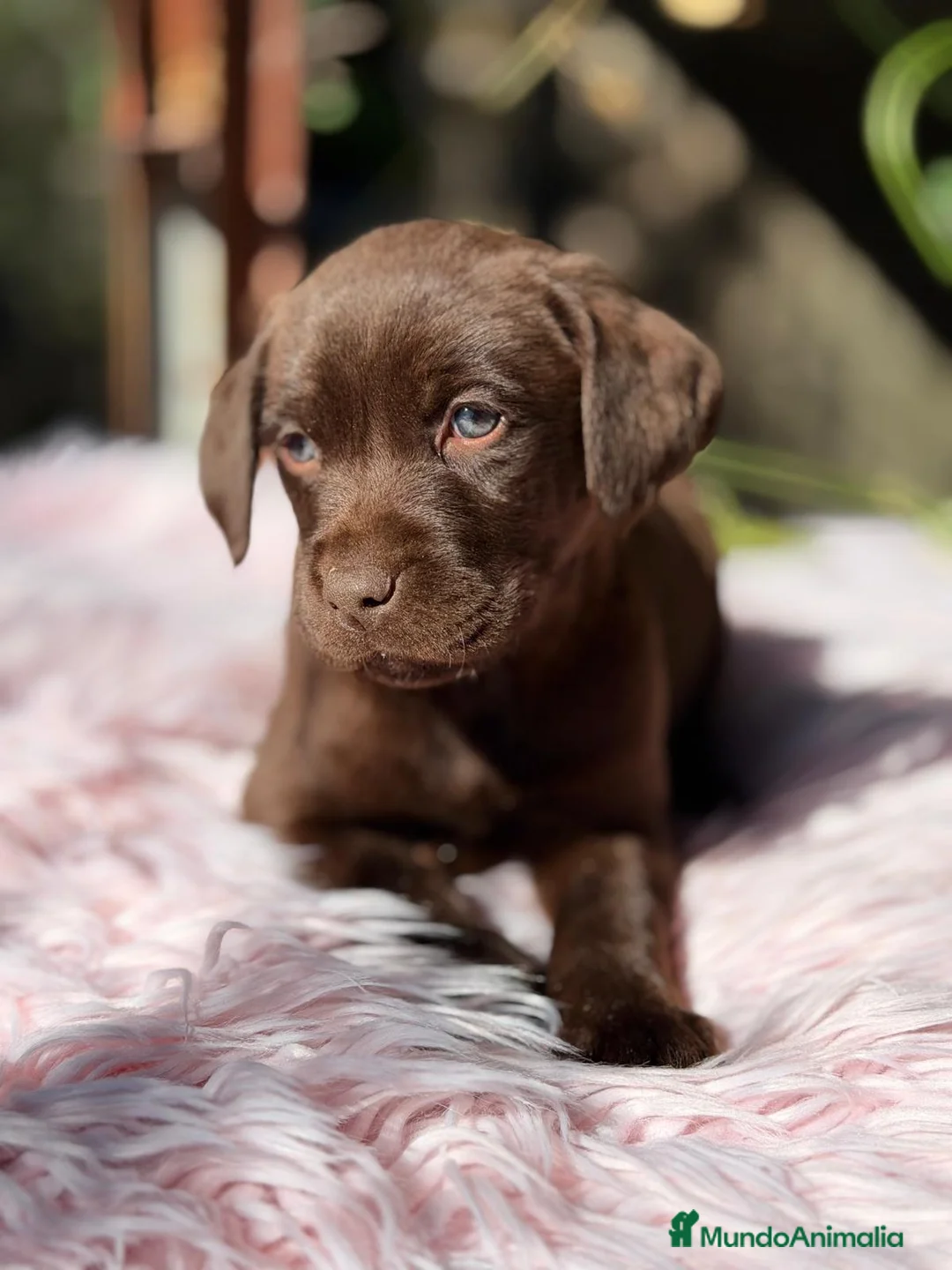 Labrador Retriever perros en venta: LABRADOR RETRIEVER CHOCOLATE  - Anuncio 2