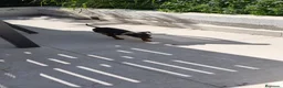 Pinscher Miniatura perros en venta: Mini pinscher  - Anuncio 4