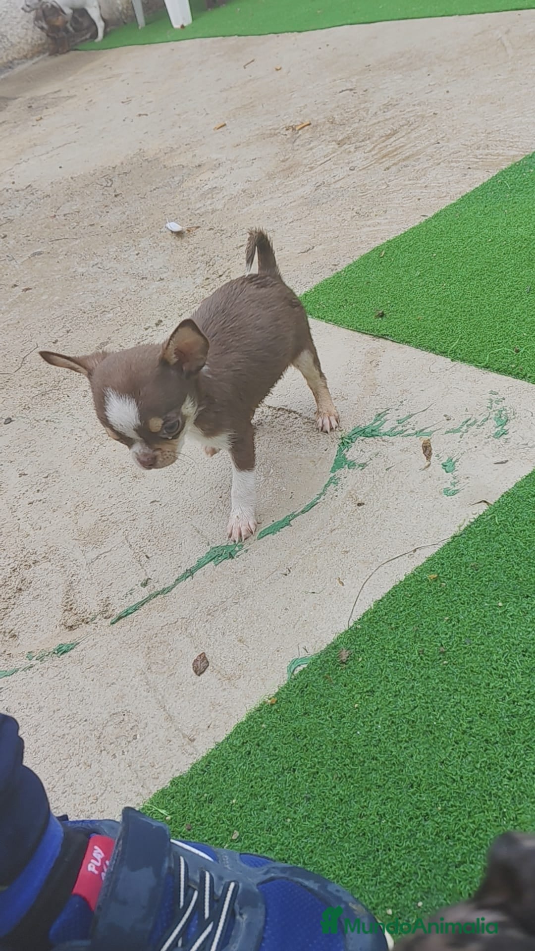 Chihuahua perros en venta: Chihuahua chocolate toys - Imagen 6