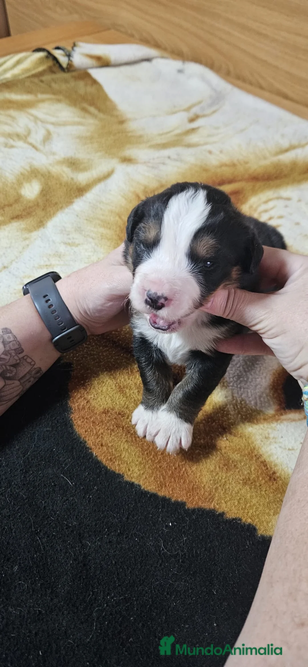 Boyero de Berna perros en venta: Boyeros de Berna bebes preciosos  - Anuncio 1